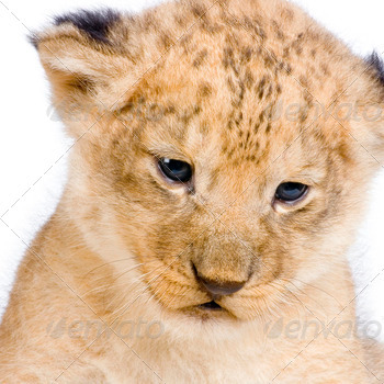 Lion Cub's c