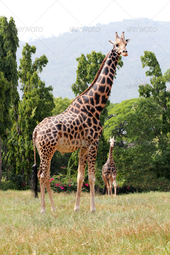Two african origin giraffe standing in an enclosure at mysore zo