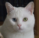 CodeCanyon profile picture for @Cynthia
