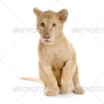 white Lion Cub (5 months)