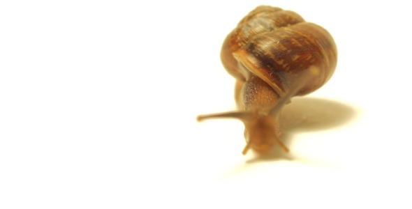 Snail on White Snail on White