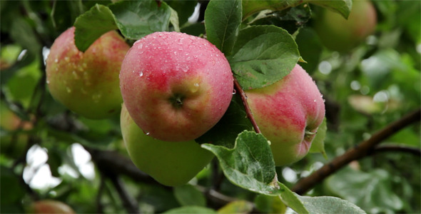 Ripe Juicy Apples on a Branch Ripe Juicy Apples on a Branch