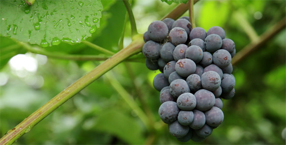 Red Grapes Red Grapes