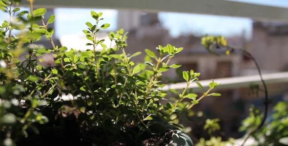 Aromatic Plant Balcony Garden Aromatic Plant Balcony Garden