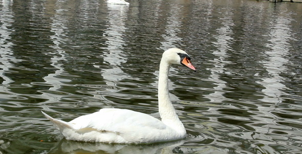 Swan Swan