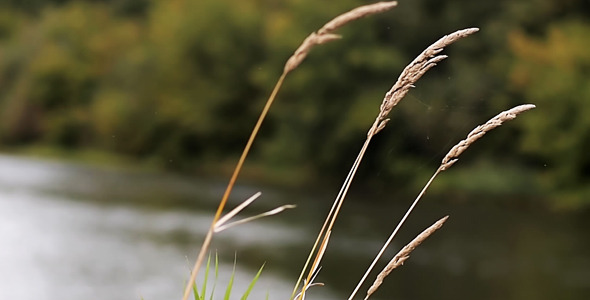 Wind Shakes A Grass 2 Wind Shakes A Grass 2