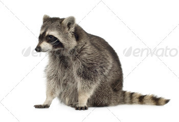 raccoon (9 months) -  Procyon lotor