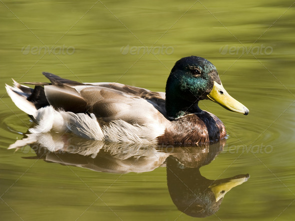 Swimming Duck In Pond