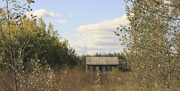 Birch Leaves And Country House Birch Leaves And Country House
