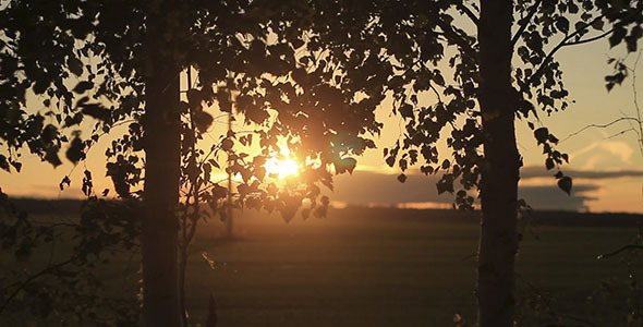 Birch Tree Leaves At Sunset Birch Tree Leaves At Sunset