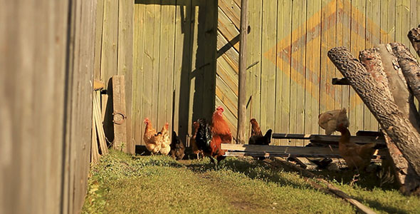 Chickens In Countryside 2 Chickens In Countryside 2