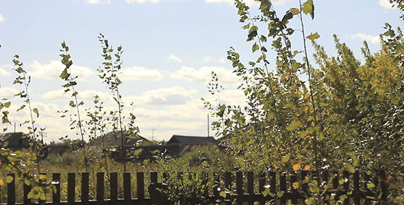 Old Fence And Birch Leaves In Village Old Fence And Birch Leaves In Village