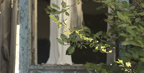 Green Leaves And Crashed Window Green Leaves And Crashed Window