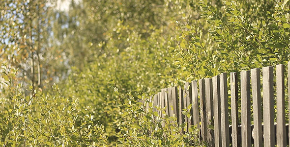 Old Wooden Fence And Birch Leaves Old Wooden Fence And Birch Leaves