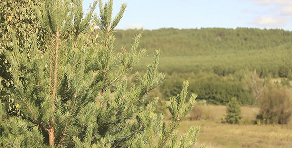 Pine On The Wind Pine On The Wind