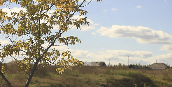 Tree In The Wind And Village Tree In The Wind And Village