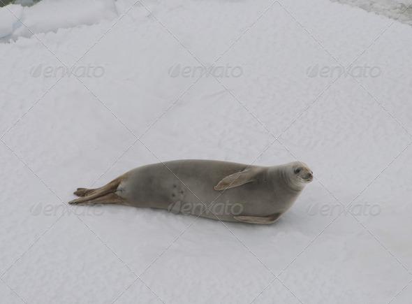 Seal on the snow. Antarctic