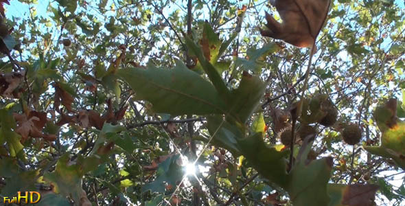 Under a Plane Tree Under a Plane Tree