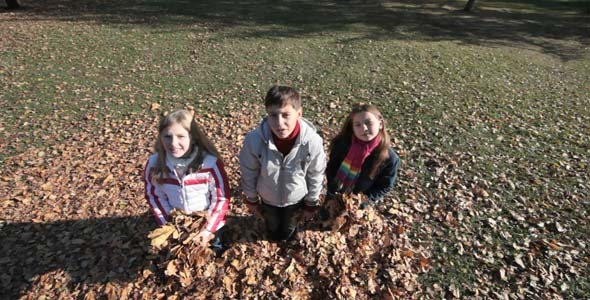 Falling Leaves Falling Leaves