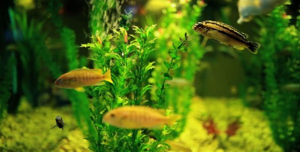 Aquarium 01 Aquarium 01
