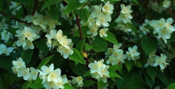 Jasmine Flowers Jasmine Flowers