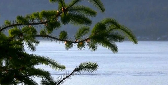 Shore Conifers II Pack 3 Shore Conifers II Pack 3
