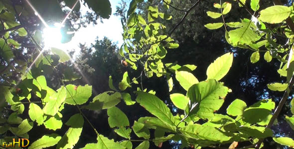Under The Walnut Under The Walnut