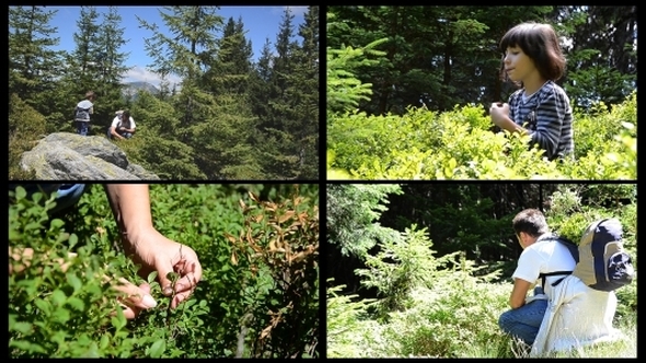 Picking Berries 4 Videos Picking Berries 4 Videos