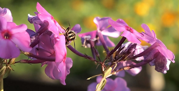 Bee Crawling On Flower Bee Crawling On Flower