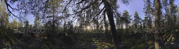 Nature HDRI - Forest Glade - 3DOcean Item for Sale