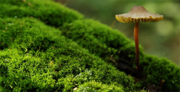 Mushroom Growing From Tree Mushroom Growing From Tree