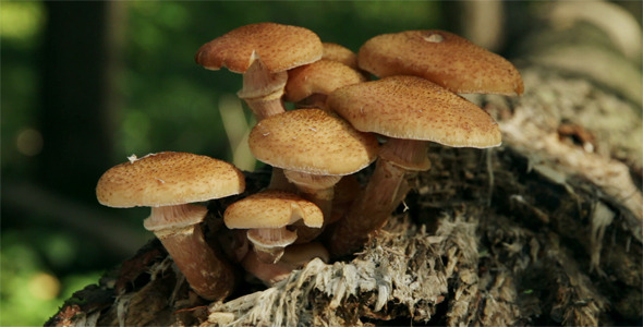 Group Of Edible Mushrooms 2 Group Of Edible Mushrooms 2