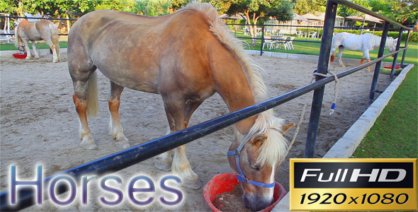 Horses Horses