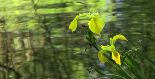 Wild Yellow Iris HD Wild Yellow Iris HD