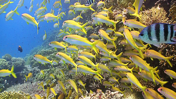 Shoal Of Yellow Fish On Coral Reef 2 Shoal Of Yellow Fish On Coral Reef 2