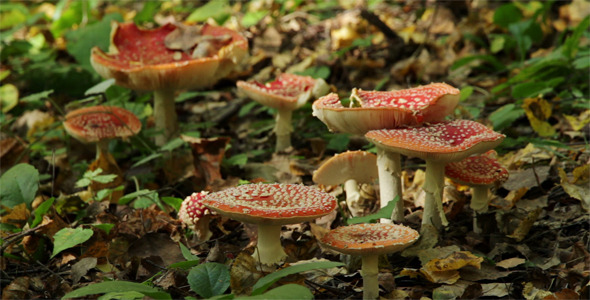 Red Fly Agaric Amanita Muscaria Red Fly Agaric Amanita Muscaria