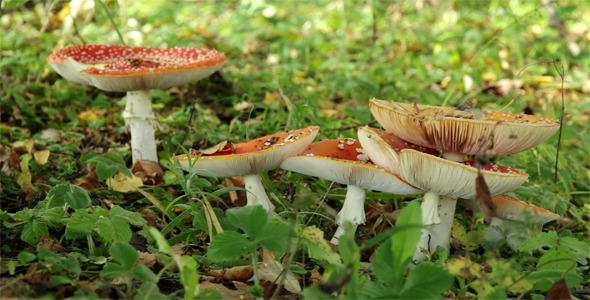 Colony of Red Fly Agaric Mushrooms Colony of Red Fly Agaric Mushrooms