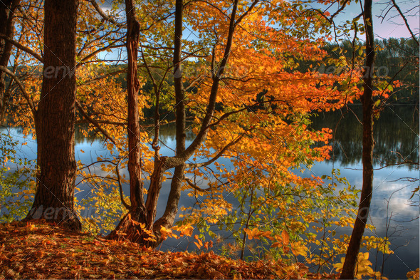 HDR of Trees on a Riverbank.