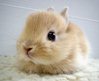 bunnny
