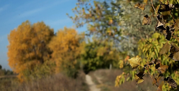 Autumn Leaves Rustling In The Wind Autumn Leaves Rustling In The Wind