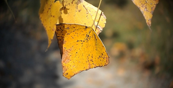 Autumn Leaves Rustling In The Wind 4 Autumn Leaves Rustling In The Wind 4