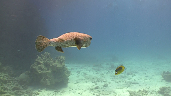 Colorful Fish On Vibrant Coral Reef Red Sea Colorful Fish On Vibrant Coral Reef Red Sea
