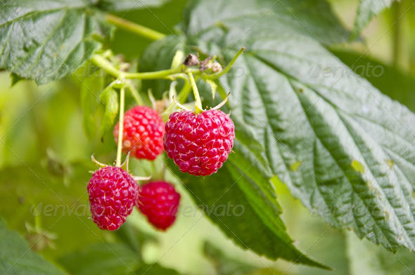 summer fresh raspberry