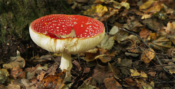 Big Red Fly Agaric Big Red Fly Agaric