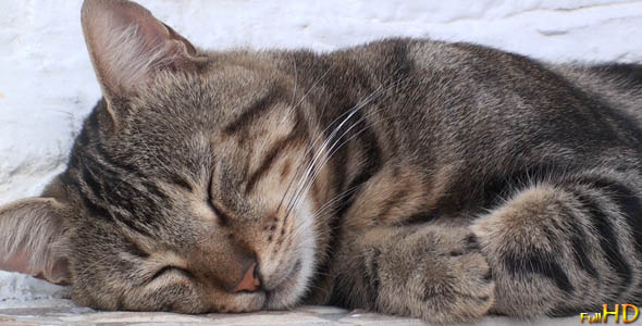 The Cat Is Sleeping The Cat Is Sleeping