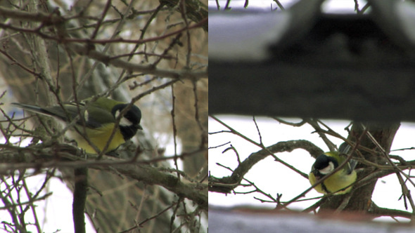 Blue Tit In Winter Blue Tit In Winter