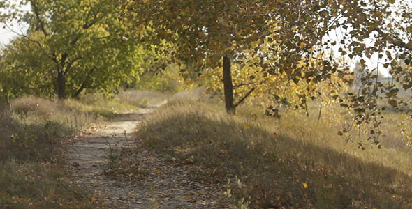 Falling Yellow Autumn Leaves And Footpath Falling Yellow Autumn Leaves And Footpath