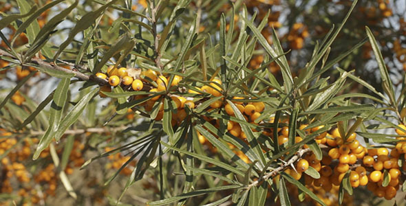 Ripe Sea Buckthorn Ripe Sea Buckthorn