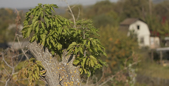 Stump With Tree Leaves Stump With Tree Leaves