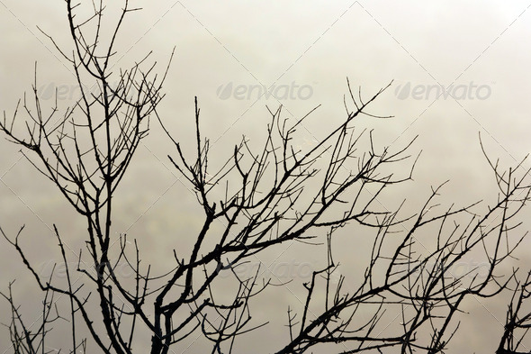 Bush without leaves against morning sunlight and fog